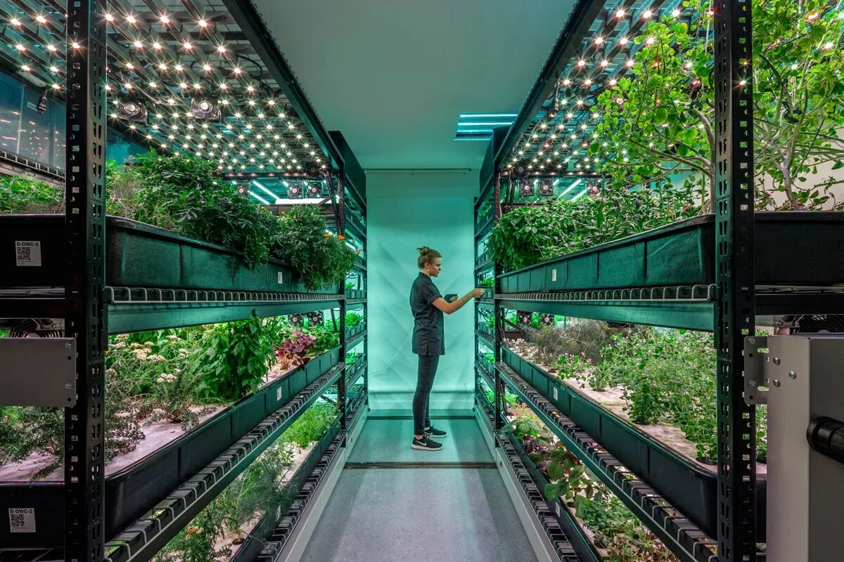 First farming. Сити фермер 2025. сити-фермерство профессия будущего. гидропоника сити ферма. bowery farming вертикальная ферма.