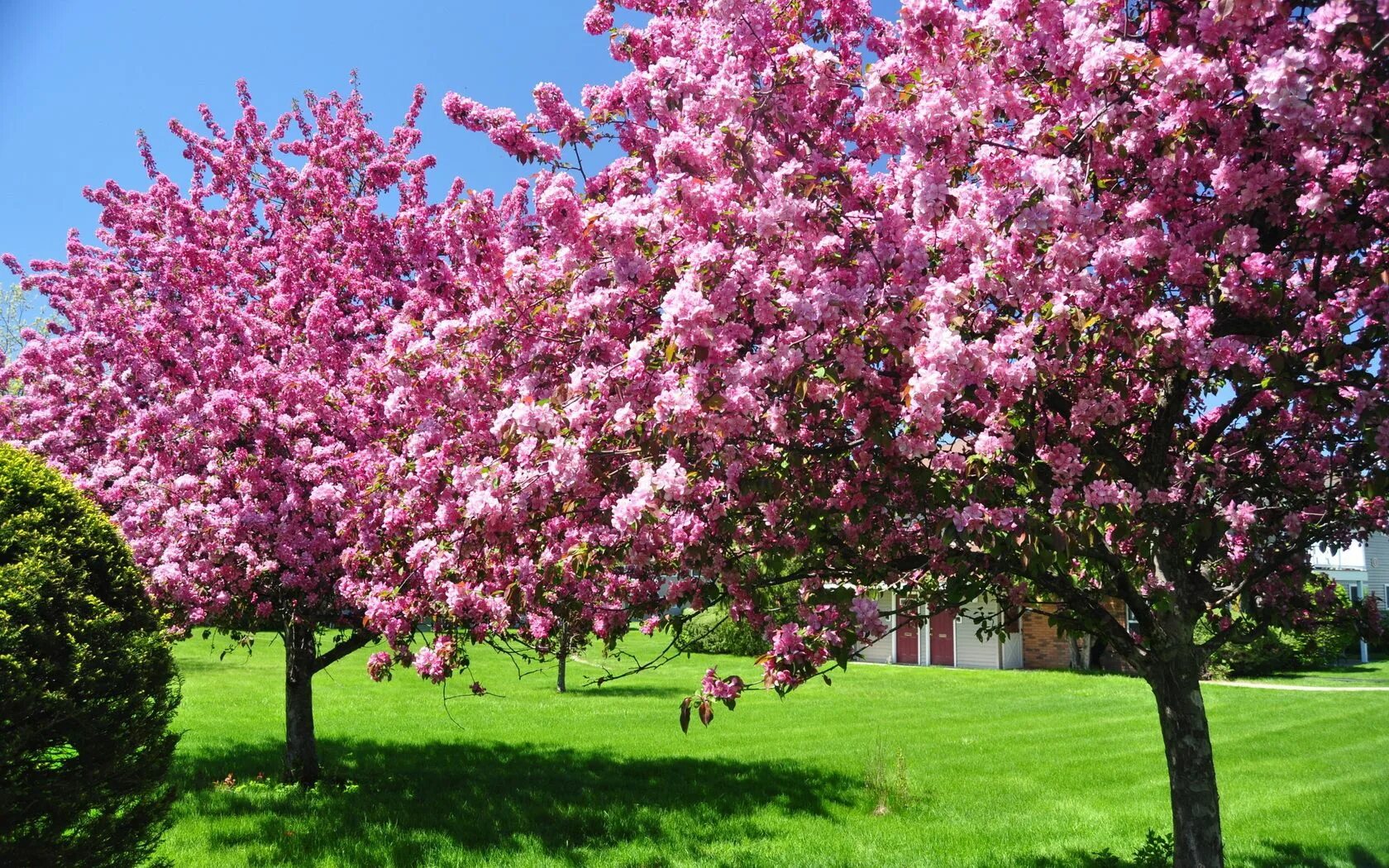 Spring main. Сакура яблоня. Акация Сакура. Сакура (вишня декоративная) Ошидори. Спринг Блумс.