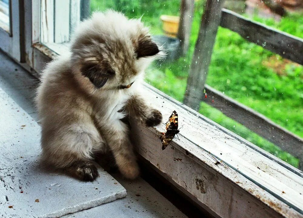 Рядом со мной кот. Котенок с бабочкой. кот поймал бабочку. котенок и бабочка фото. котенок ловит бабочку.