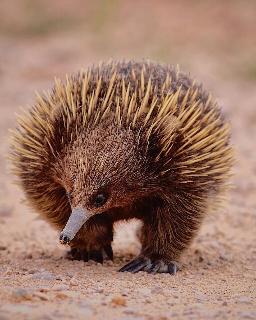 Tachyglossus aculeatus. Коротконосая ехидна. Животные австралии ехидна. Ехидничать. Ехидна ехидничает.