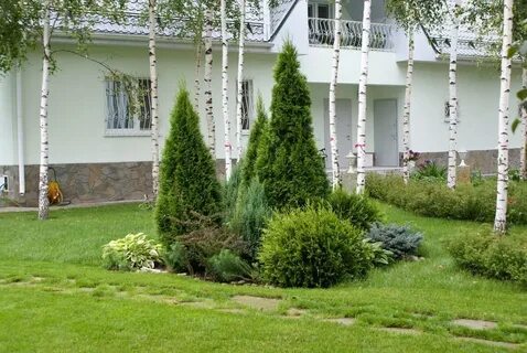Композиция хвойных на участке
