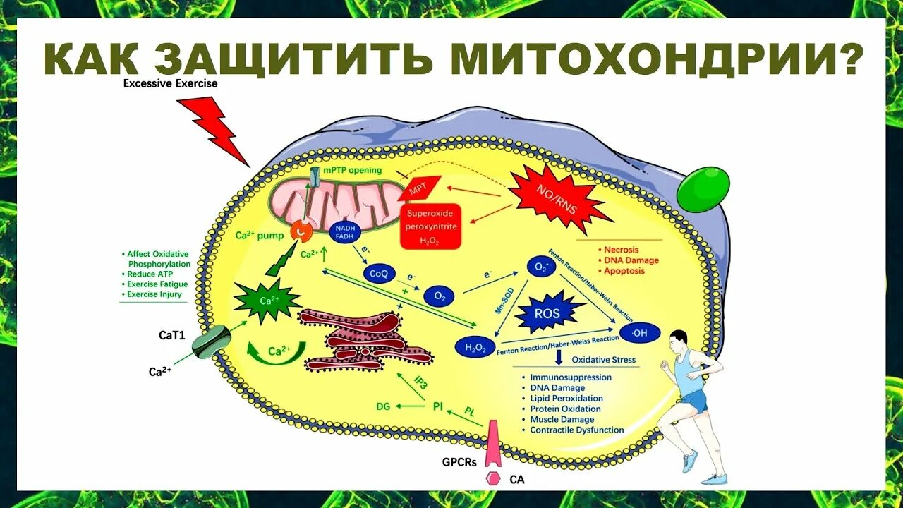 Тренировка митохондрий. В митохондриях при старении. тренировки для увеличения митохондрий. метахондрий.