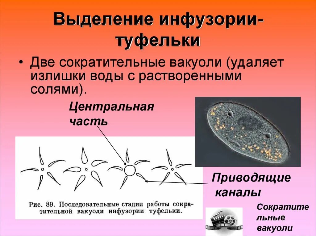 Какое простейшее содержит две сократительные вакуоли