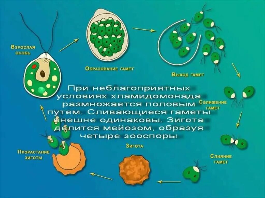 Хламидомонада зимует в стадии. Жизненный цикл хламидомонады. размножение водорослей хламидомонада. цикл размножения у растений хламидомонада. бесполое размножение хламидомонады.