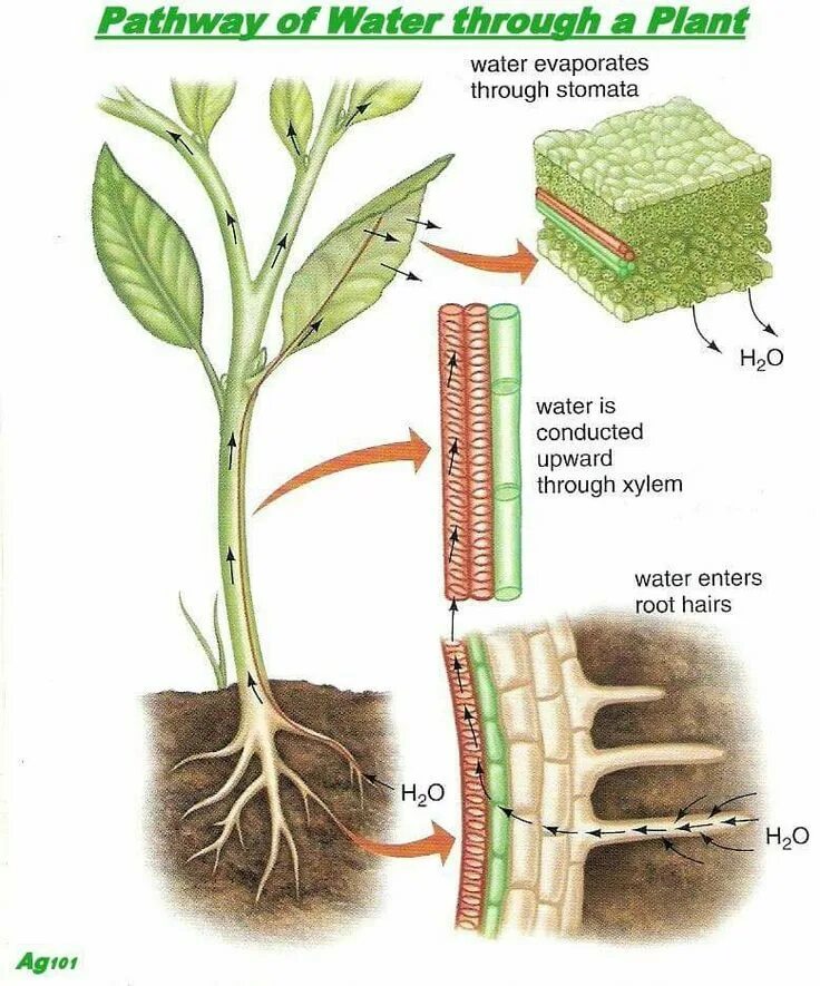 Plant physiology. Физиология растений. Анатомия и физиология растений. Plant Biology. Физиология растений это наука.