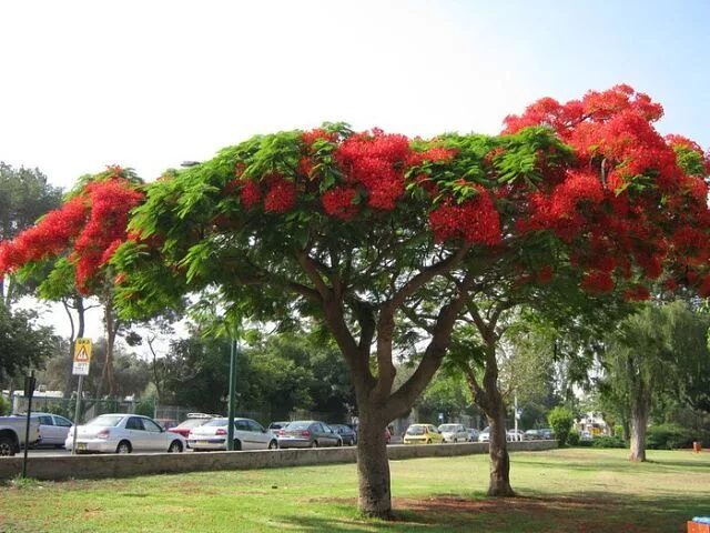 Amazon.com: Royal Poinciana Tree