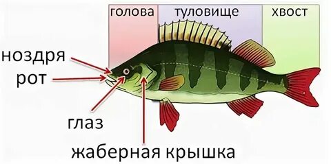 Какие плавники у окуня