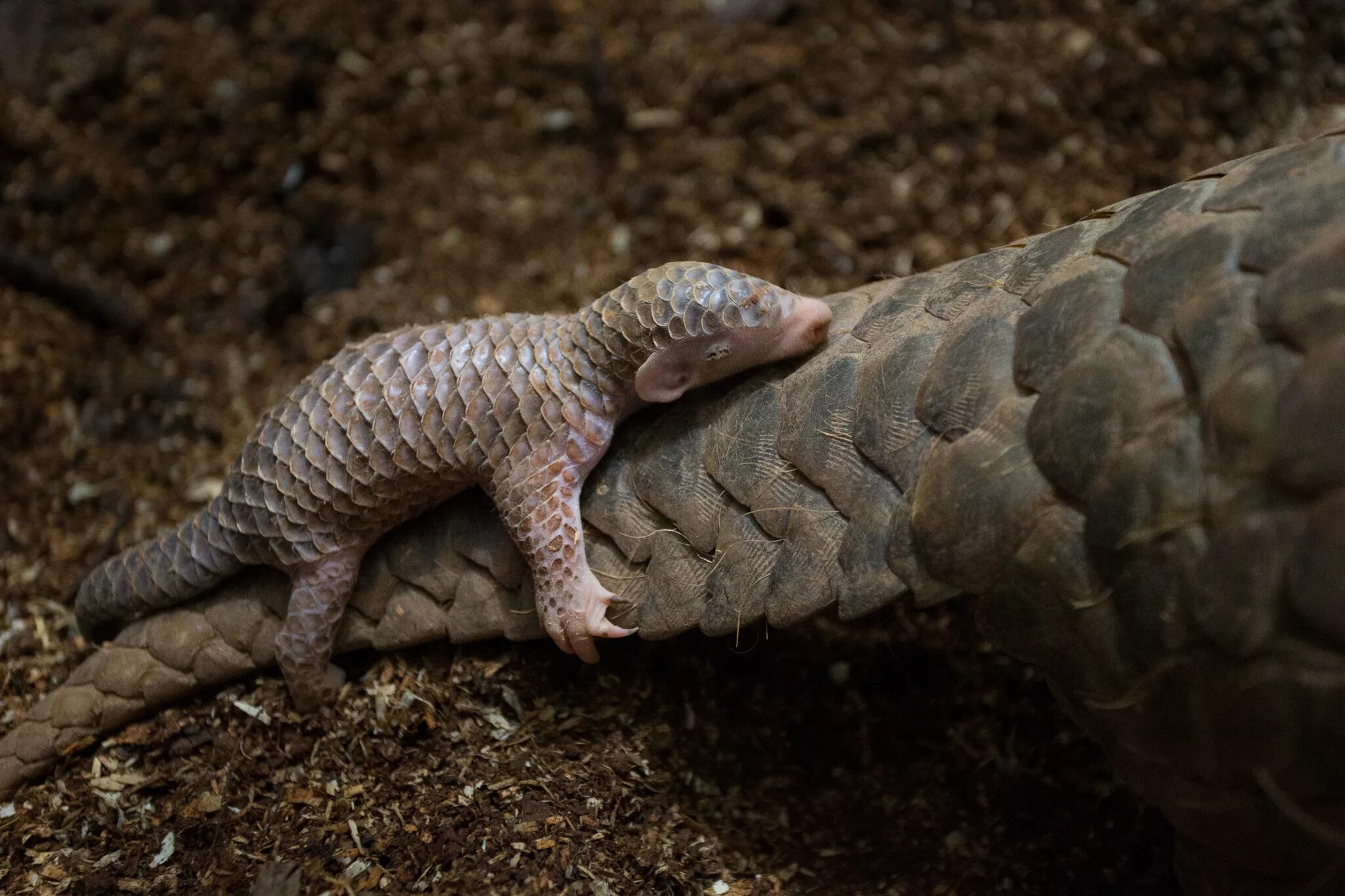 Pangolin