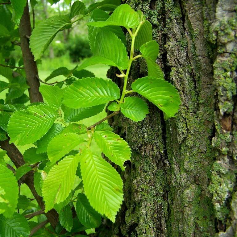 Вяз ильм карагач берест. Вяз гладкий (ulmus laevis). Вяз додоенс. Вяз андросова дерево. Вяз листоватый листья.
