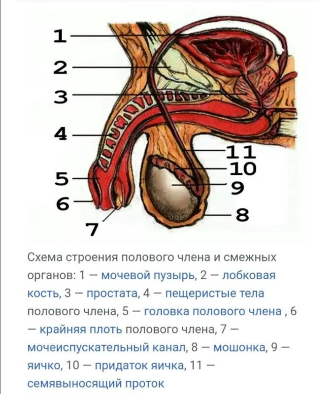 Половому Члену