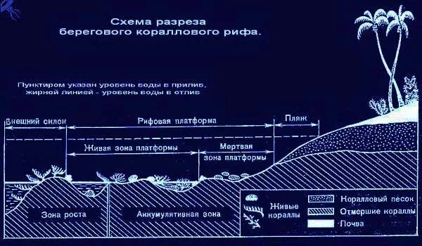 Рифовые постройки в геологии. Образование атолла схема. Схема рифов. Типы рифов геология. Образование атолла схема.