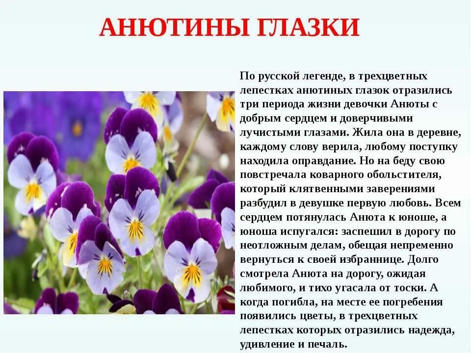 История про цветы. Цветок анютины глазки название. анютины глазки описание растения. анютины глазки легенда о цветке. весенние цветы анютины глазки.