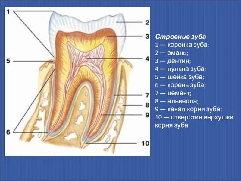 Полость рта 1 6. Коронка шейка корень полость зуба -пульпа дентин эмаль цемент.. Зуб эмаль дентин пульпа. Строение зуба пульпа эмаль. Строение зуба полость зуба.