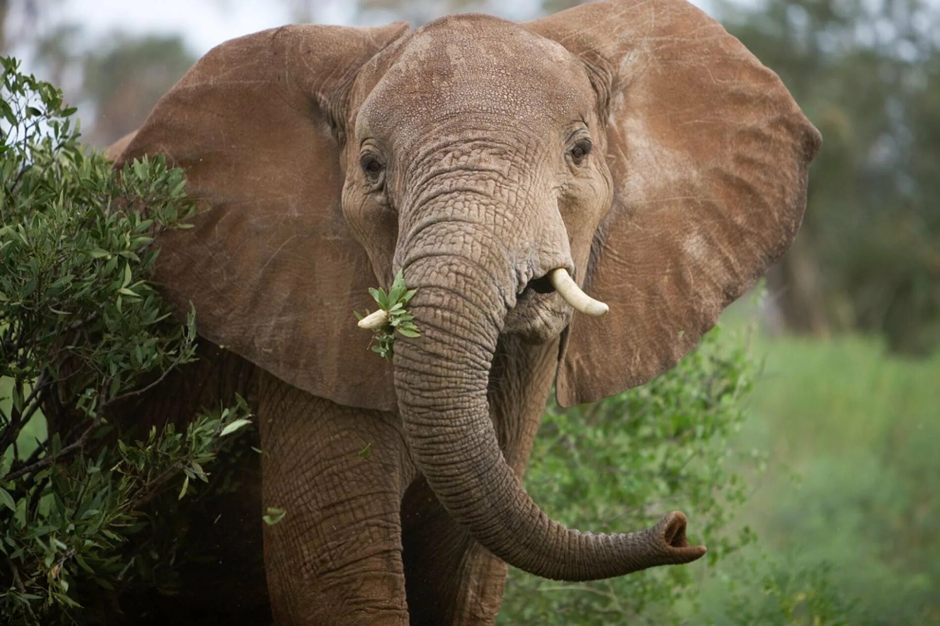 Хоботные Африканский слон. Отряд хоботные. Отряд хоботные что такое хобот. Хоботные (млекопитающие). Слоновые уши