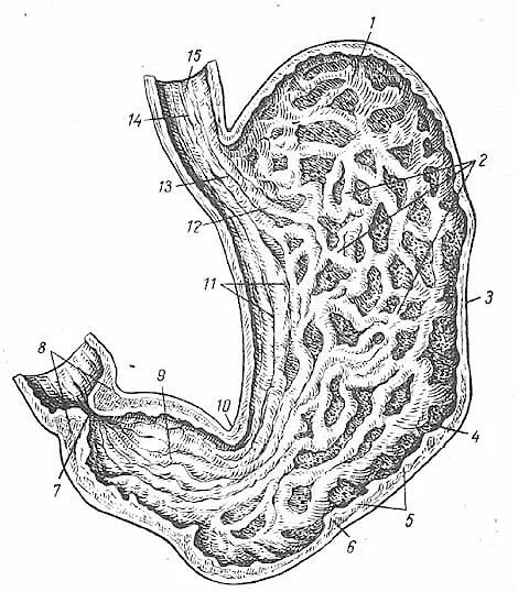 Пищевод складки слизистой. Кольцевая складка желудка. Подслизистое образование желудка. Подслизистое образование тела желудка.