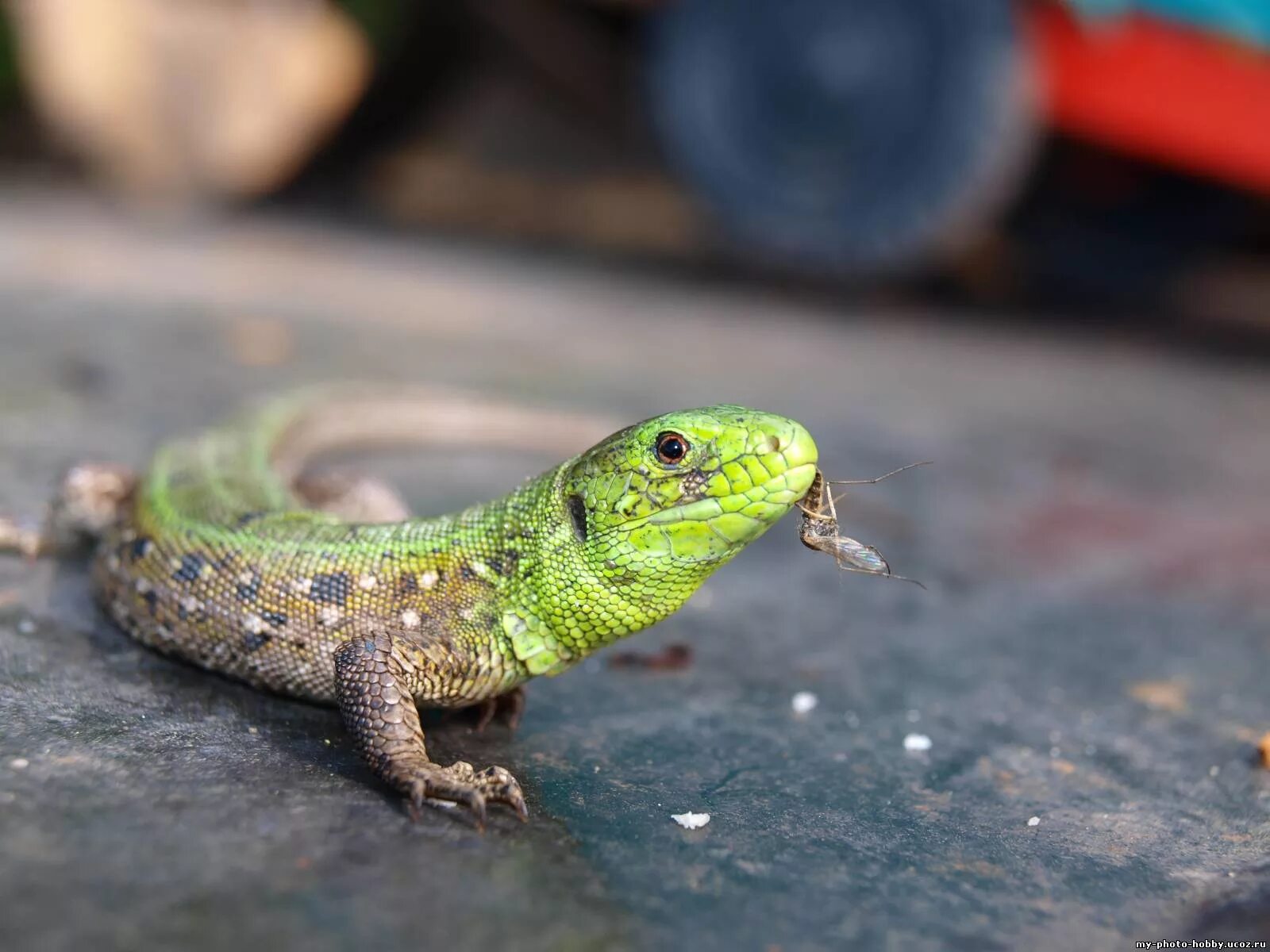 Кавказская игуана. Ящерица обыкновенная прыткая. Что едят обычные ящерицы. Ящерица прыткая питание. Прыткая ящерица маленькая.