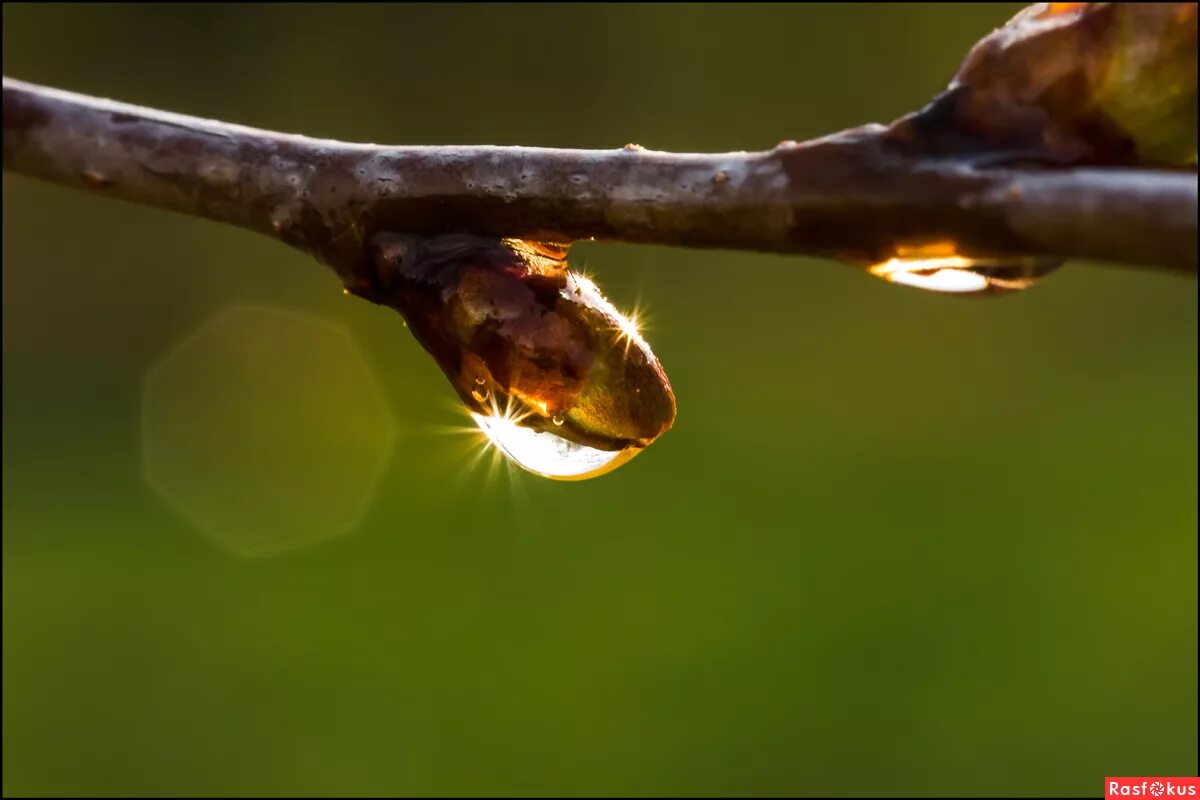 Солнце и почки. Солнце и почки. Почки на деревьях. Солнце и почки. Почки вербы.