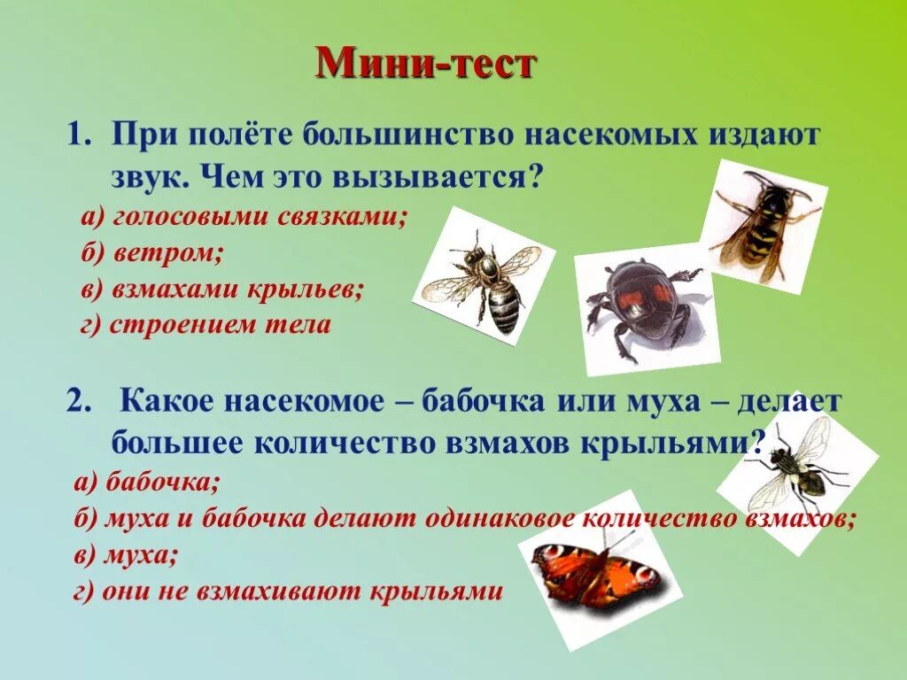 Тест при полете насекомых. Какой звук издает Муха. Какие звуки издает бабочка. Частота взмахов крыльев насекомых. Сколько взмахов в секунду делает