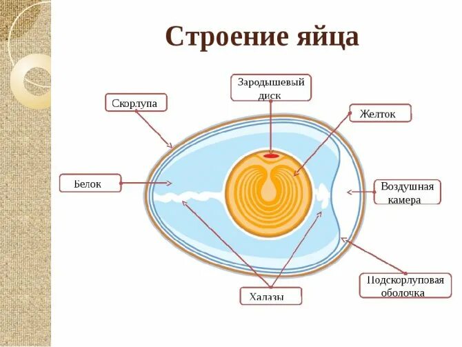 Строение яйца птицы и функции. Строение халазы в яйце. Строение яйца птицы таблица. Схема строения яйца.