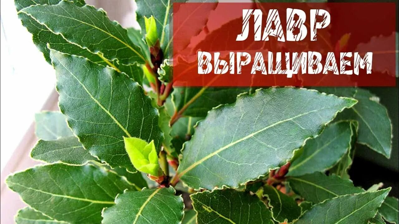 Как вырастить лавровый лист из семян. Семена лавра благородного. лавр благородный выращивание в домашних условиях. лавровый лист выращивание в домашних условиях. вырастить лавровый лист в домашних условиях.