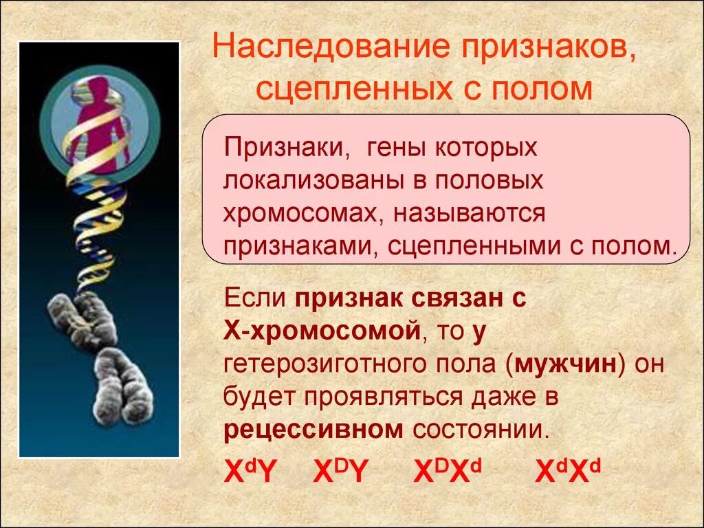 Информация о наследственных признаках. Закон наследования признаков сцепленных с полом. Наследование признаков человека, сцепленных с полом. Ген. Наследование признаков сцепленных с полом формулировка. Наследлвание прищнаков суепленным с полом.