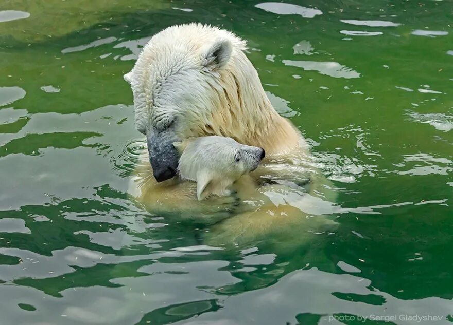 Медведь умывается. Белый медведь. Животные умываются. Белый Медвежонок купается. Белый медведь плавает.