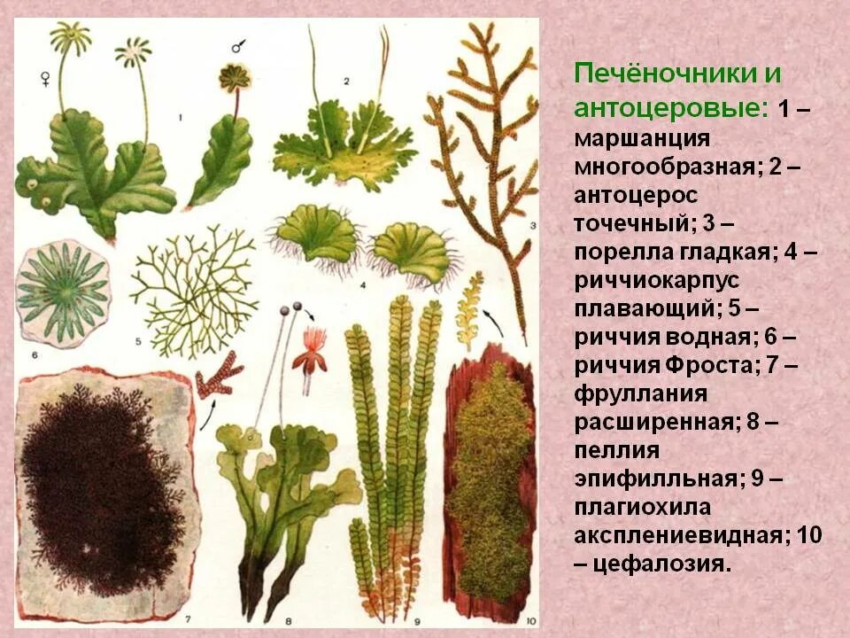 Виды мхов названия. Виды мхов названия. Листостебельные мхи листостебельные мхи. Кукушкин лён ягель (олений мох). Виды мхов названия 3 класс.