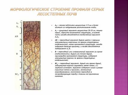 Морфологические признаки горизонтов