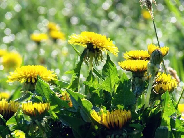 Одуванчик лекарственный - Taraxacum officinale какому семейству относится. Рецепты народной медицины из одуванчика фото. Цветы одуванчика лечебные свойства и противопоказания