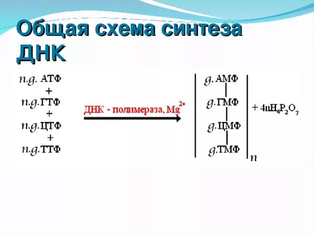 Биосинтез днк реакция. Общая схема синтеза ДНК. Схема биосинтеза ДНК. Суммарная реакция биосинтеза ДНК. Суммарное уравнение синтеза ДНК.