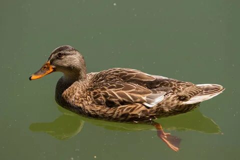 Duck на русском
