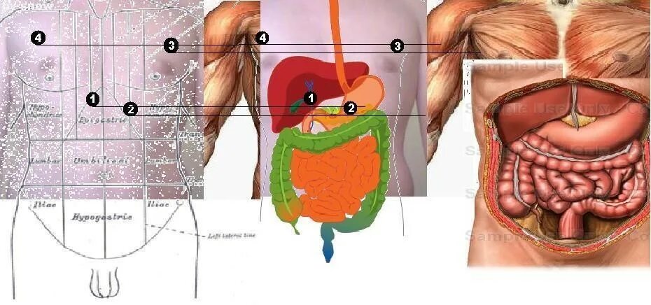 Расположение ЖКТ У человека. Живот человека органы. Внутренние органы человека относительно пупка. Желудок человека схема расположения у женщин. Печень у человека расположена