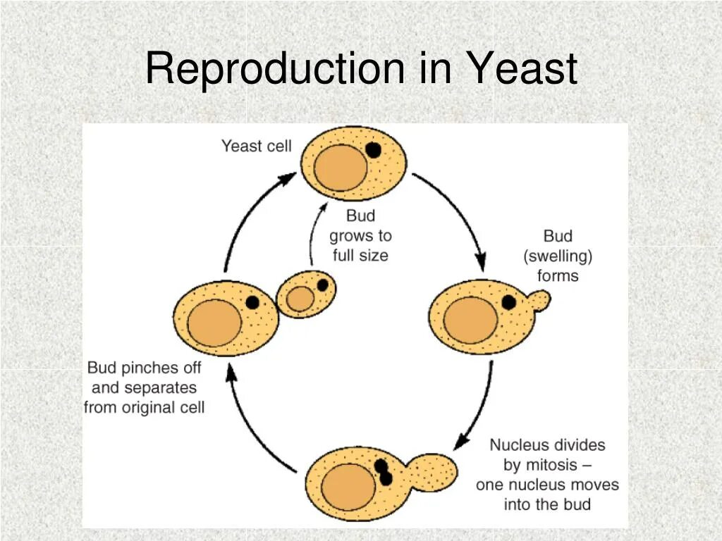 Yeast reproduction. Жизненный цикл дрожжей Saccharomyces cerevisiae. Жизненный цикл Saccharomyces cerevisiae. What is yeast.