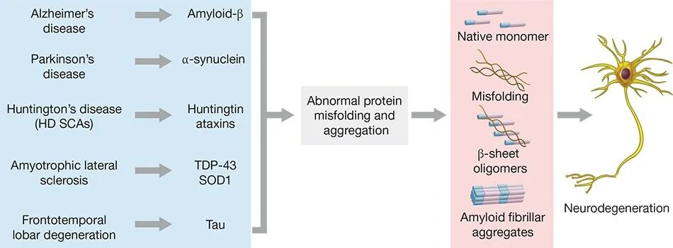 Neurodegeneration. Neurodegenerative diseases classification. Neurodegenerative diseases tau. Types of neurodegenerative diseases. Diseases associated