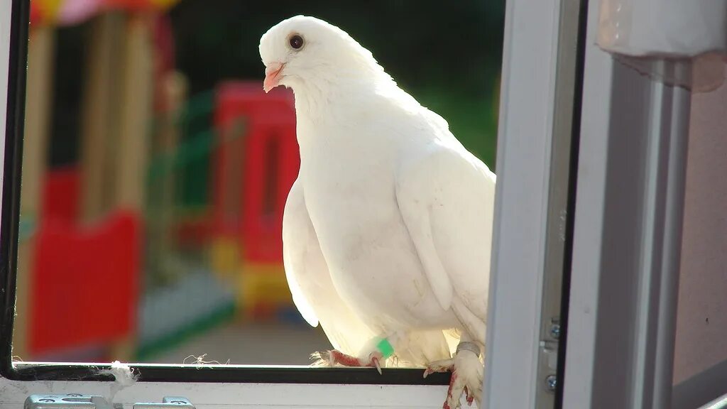 К чему снится голубь в окне. Белые голуби на окна. Белый голубь на подоконнике. Голубь заглядывает в окно. Голубь на подоконнике.