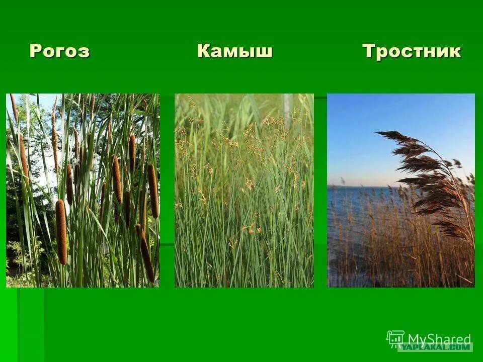 Камыш и рогоз. Рогоза растение и камыш отличия. Камыш рогоз тростник. Камыш рогоз тростник разница. Рогоз осока и камыш отличия.