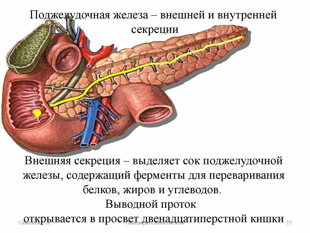 12 Перстная кишка проток поджелудочной железы. Топография протока поджелудочной железы. Поджелудочная железа Неттер. Выводная система поджелудочной железы. Печень внутренняя железа