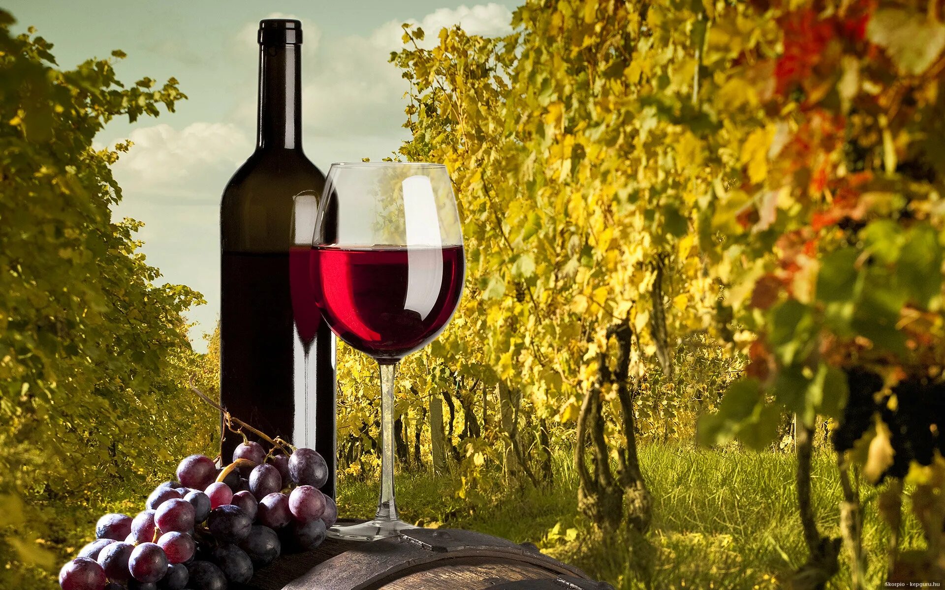 Вино и виноград. Домашнее вино. Вина виноградные натуральные. Вино реклама.