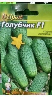 Сорт огурца гармония