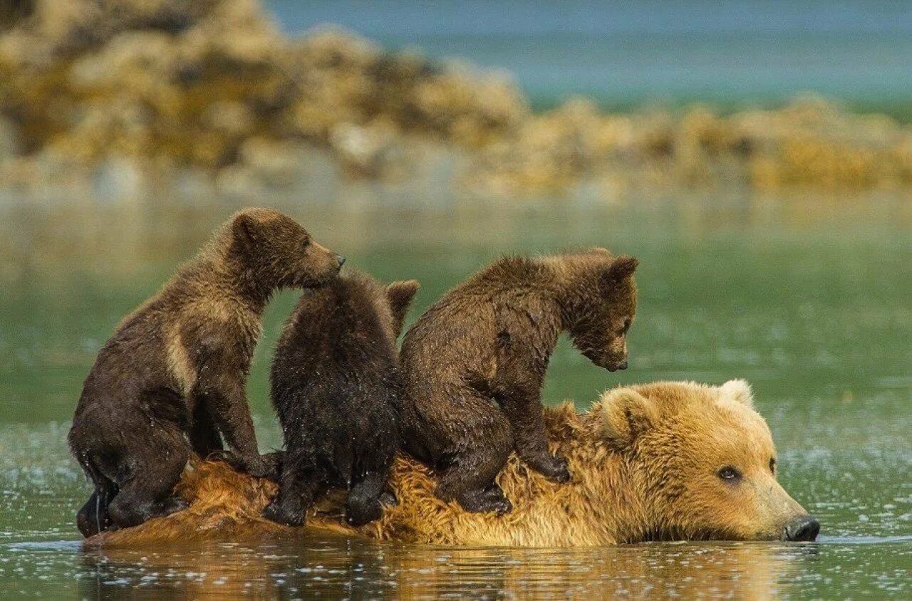 Жизнь животных в разное время. Медведица с медвежатами. Медведь с медвежонком. Природа и животные. Медведь купается.