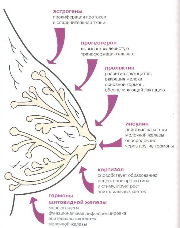 Млечные железы функции. Гормоны влияющие на рост молочной железы. Гормональная регуляция развития молочных желез. Влияние гормонов на молочные железы. Гормон влияющий на развитие молочных желез.