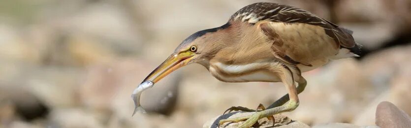 болотная птица выпь. как кричит выпь слушать звук. малая выпь птица. Botaurus stellaris. выпь фото голос.