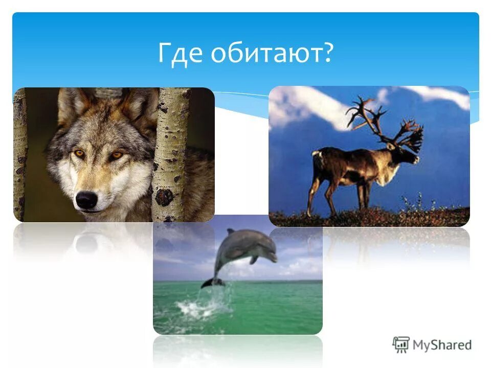 река амазонка рыба пиранья. видео где обитают. афганистанский снежный барс. обезьяна рокселланов ринопитек. видео где обитают.