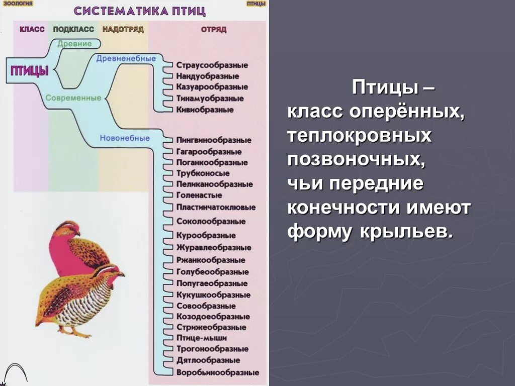 Многообразие птиц таблица. Систематика класса птицы 7 класс биология. Классификация птиц 7 класс биология. Отряды птиц 7 класс биология. Класс птицы отряды и представители.