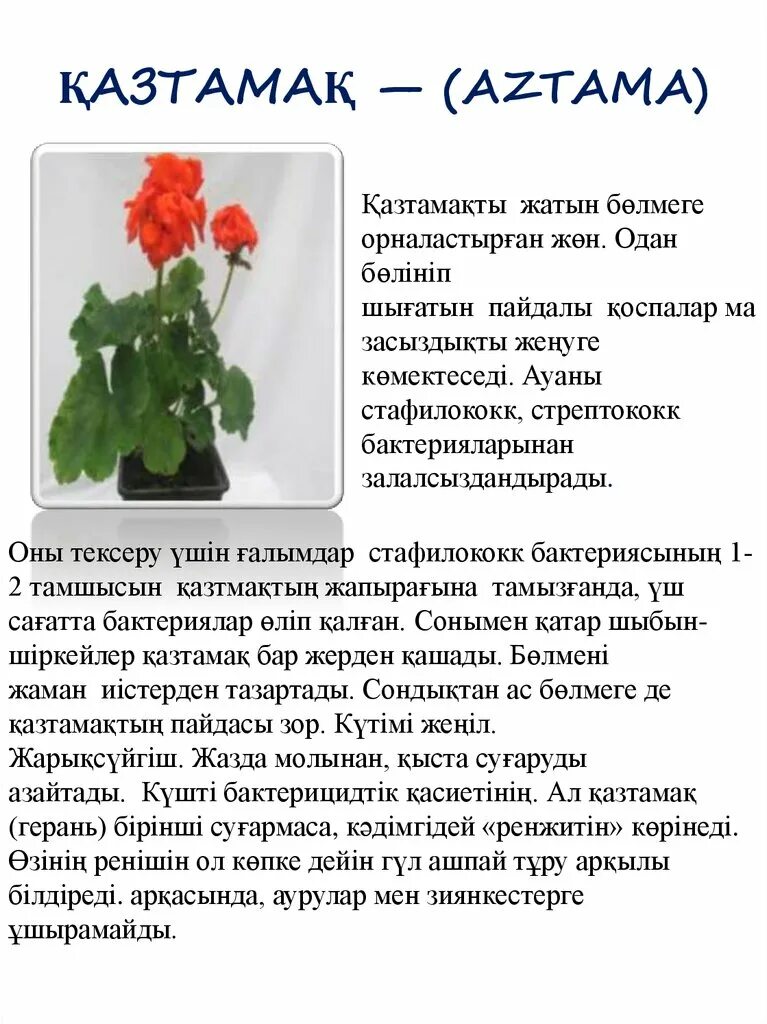 Герань значение. Герань на языке цветов означает. герань значение цветка. красная герань значение. герань описание для детей описание.