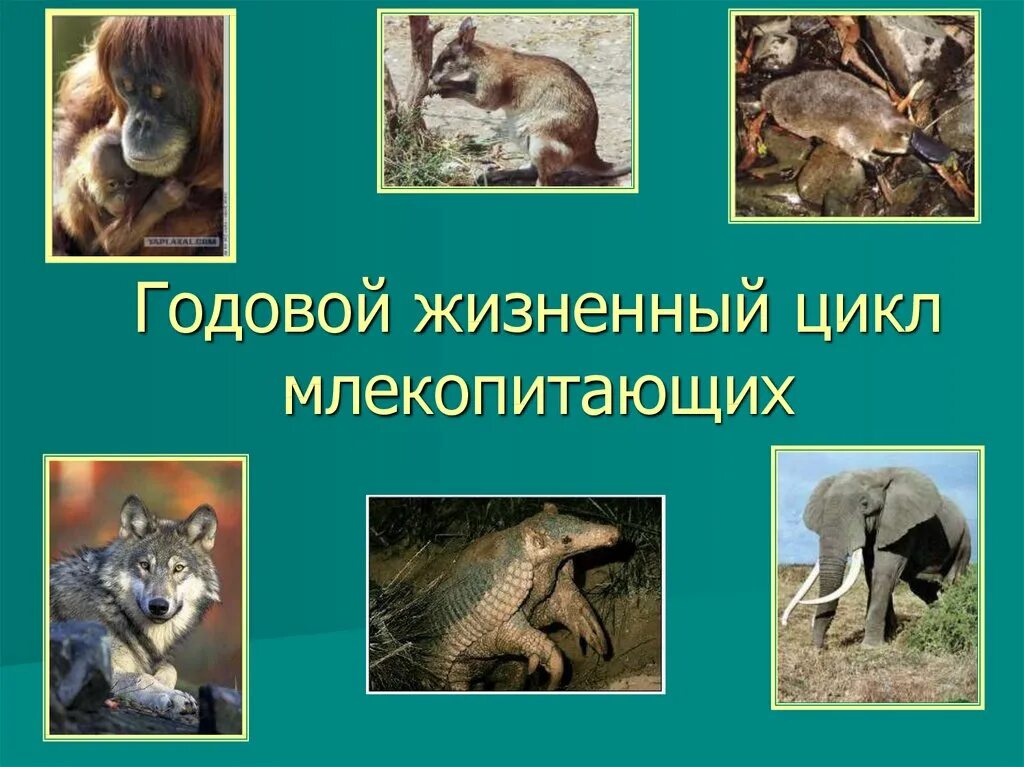 Годовой жизненный цикл млекопитающих. Размножение и развитие млекопитающих. Годовой цикл жизни млекопитающих. Подготовка к размножению у млекопитающих.