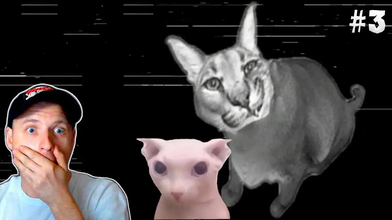 Ночей у шлепы. 5 ночей с шлëпой. бингус кот. бингус в игре пять ночей со шлёпой. поп кэт five nights at floppa 2.