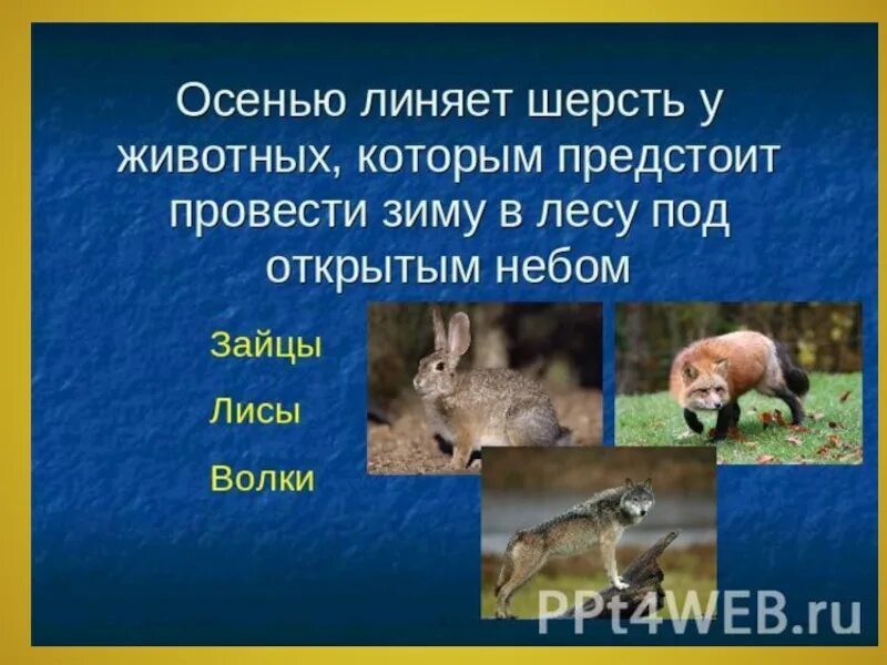 Какие происходят изменения в жизни животных осенью. Осенние изменения у животных. Изменения в жизни животных осень. Осенние явления в жизни животных. Изменения животных осенью.