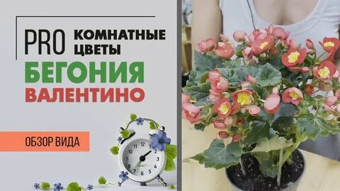 Закоренелый цветочник