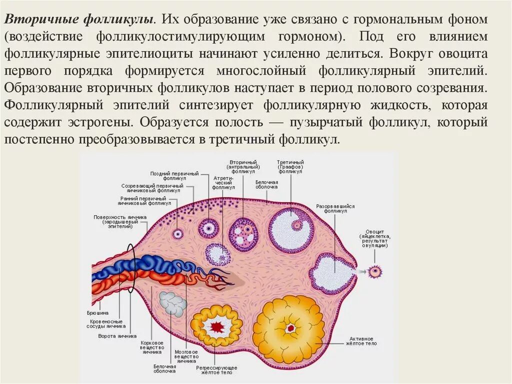 Вторичный фолликул яичника. Фолликулярные клетки яичника секретируют гормон. Везикулярный фолликул яичника. Цикл развития фолликула в яичнике. Фолликул фаза